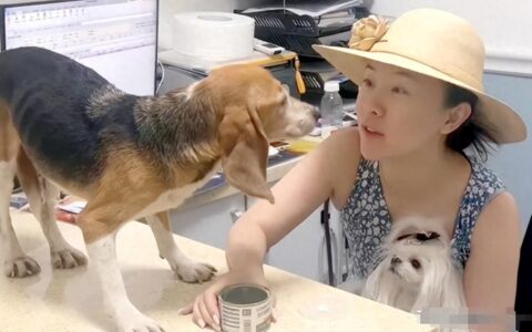 98%的实验犬都是比格？为什么选择比格犬，听听业内人怎么说-比格犬做实验犬