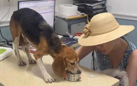 霍思燕收养的比格犬什么来头？关注那些公众视野之外的实验犬-霍思燕养宠物