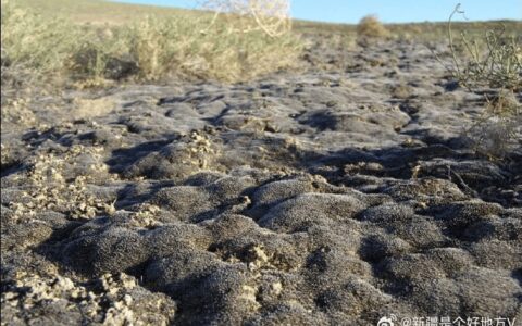 新疆科考发现一种有望在火星存活的植物-新疆火星人基地